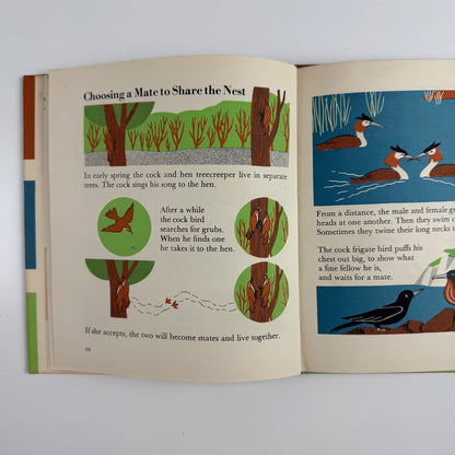 The Wonder World of Birds by Marie Neurath | Max Parrish, 1953 Isotype Institute