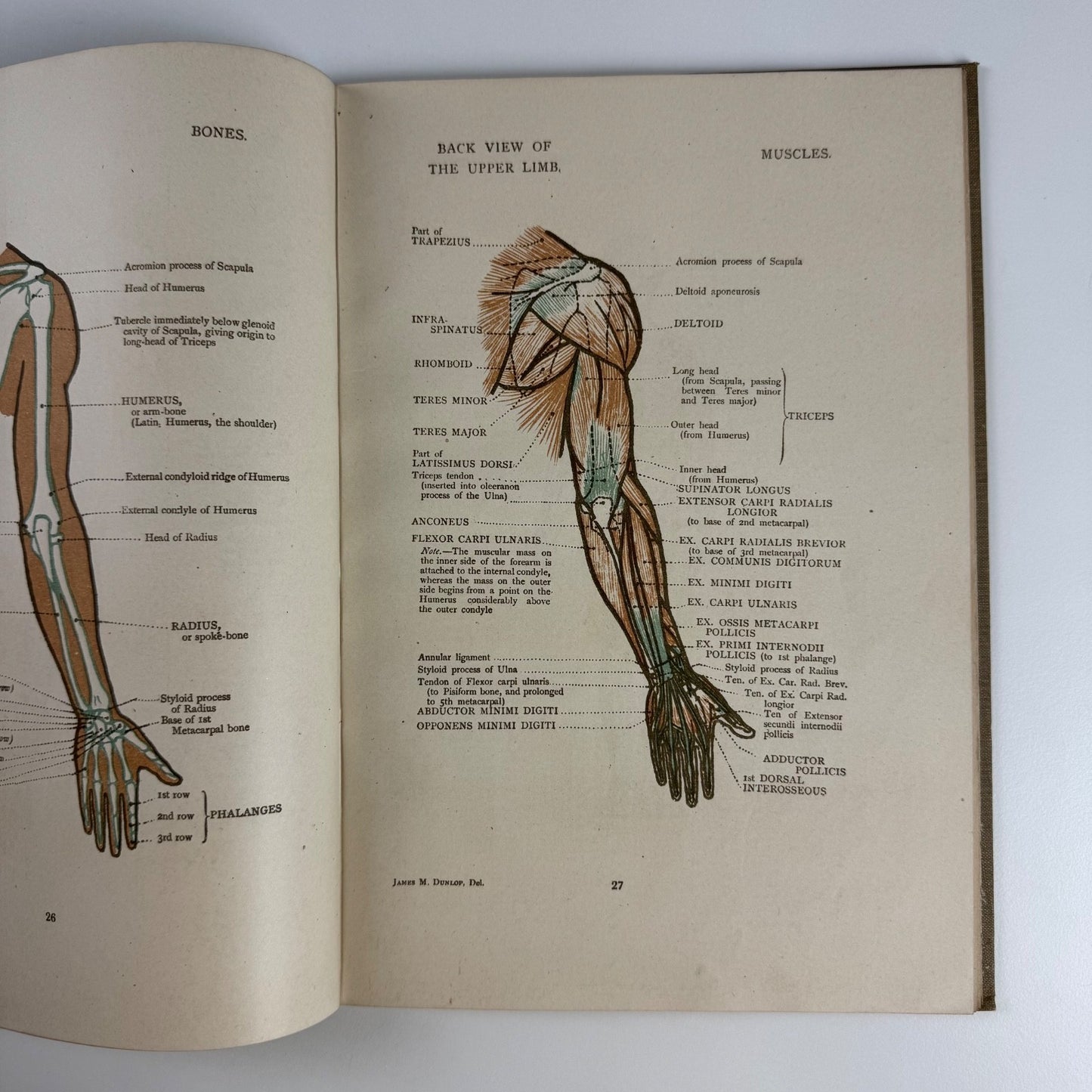 Anatomical Diagrams for the use of art students by James M. Dunlop | G. Bell & Sons, 1911, 7th impression