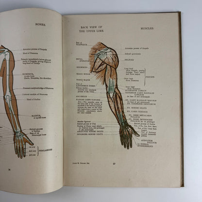 Anatomical Diagrams for the use of art students by James M. Dunlop | G. Bell & Sons, 1911, 7th impression