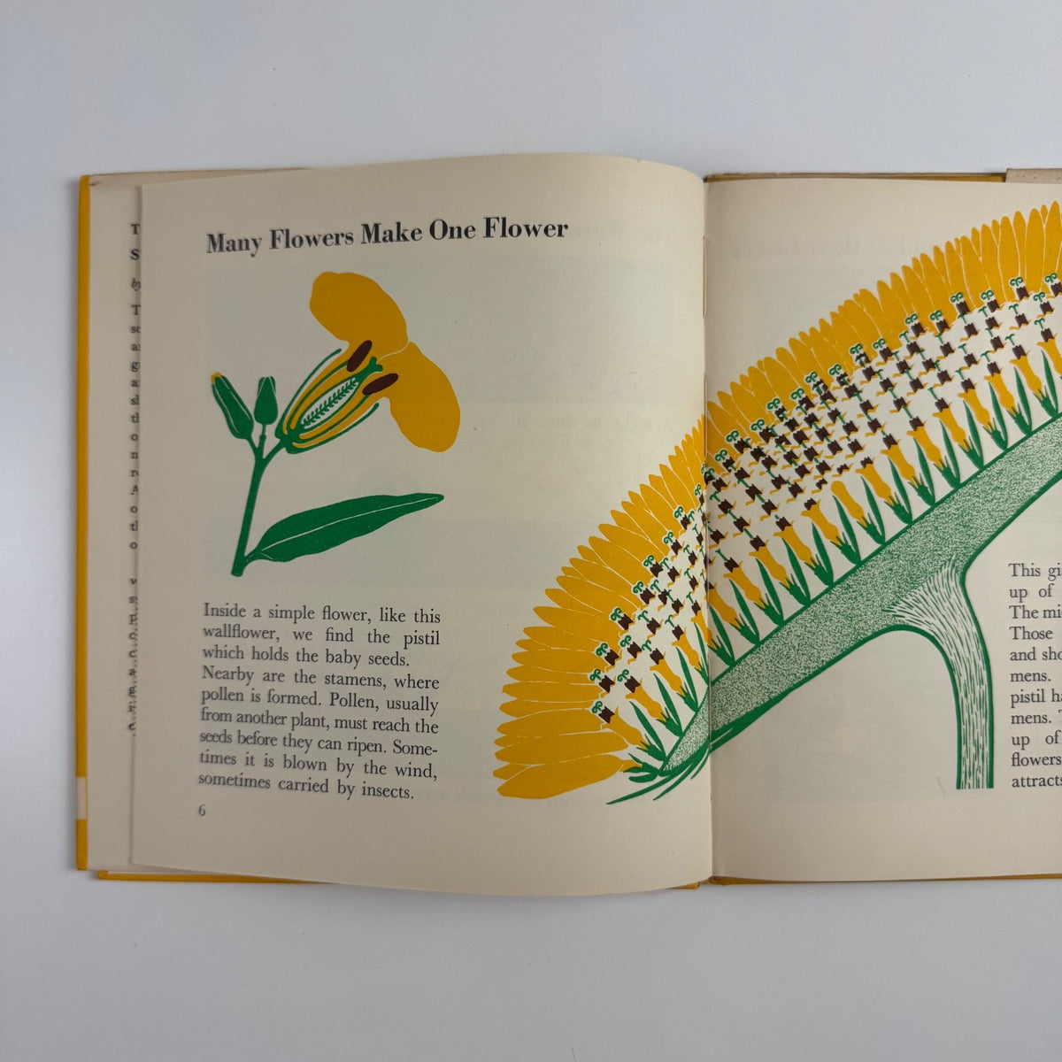 The Wonder World of Strange Plants by Marie Neurath | Max Parrish, 1956 Isotype Institute