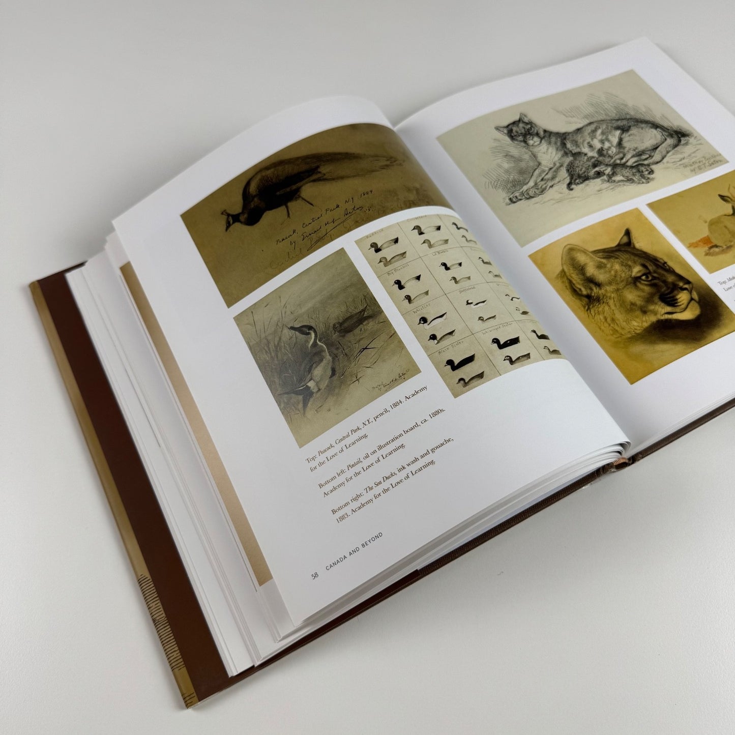 Ernest Thompson Seton: The Life and Legacy of an Artist and Conservationist by David L. Witt | Gibbs M. Smith, 2010