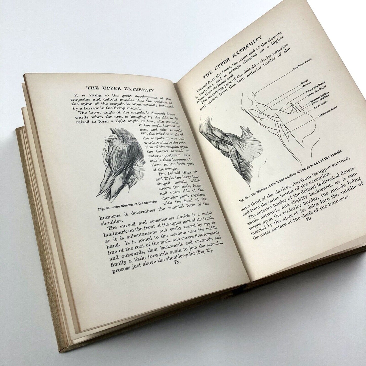 Human Anatomy for Art Students by Sir Alfred Fripp and Ralph Thompson 1911